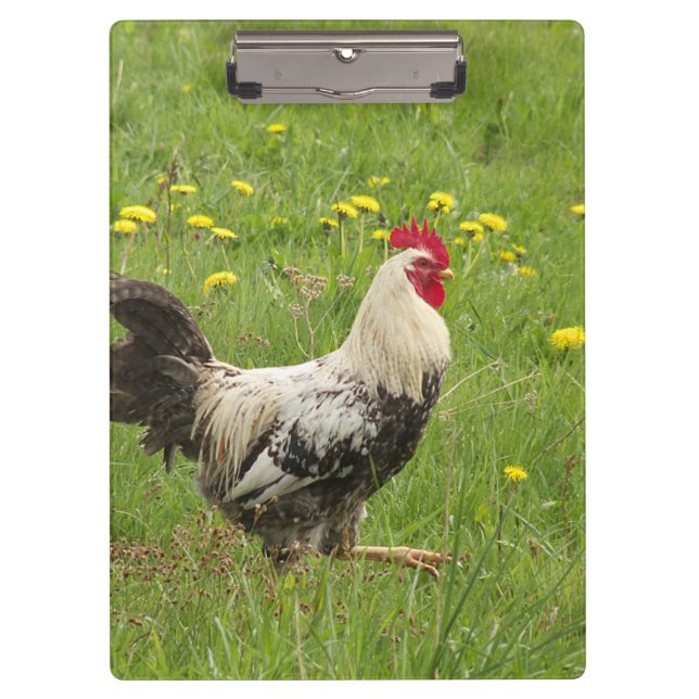 Hähnchen, Hähnchen, Tiere, Vögel, landwirtschaftli Klemmbrett (Vorderseite)