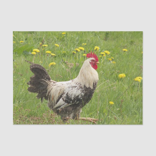 Hähnchen, Hähnchen, Tiere, Vögel, landwirtschaftli Seidenpapier (Vorderseite)