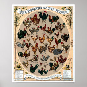 Hähnchen und Hähnchen, Vintag Poster