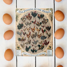Hähnchen und Hähnchen von Vintagen Geflügel