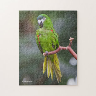 Hahns Mini-Macaw/Rot-Schulter-Ara