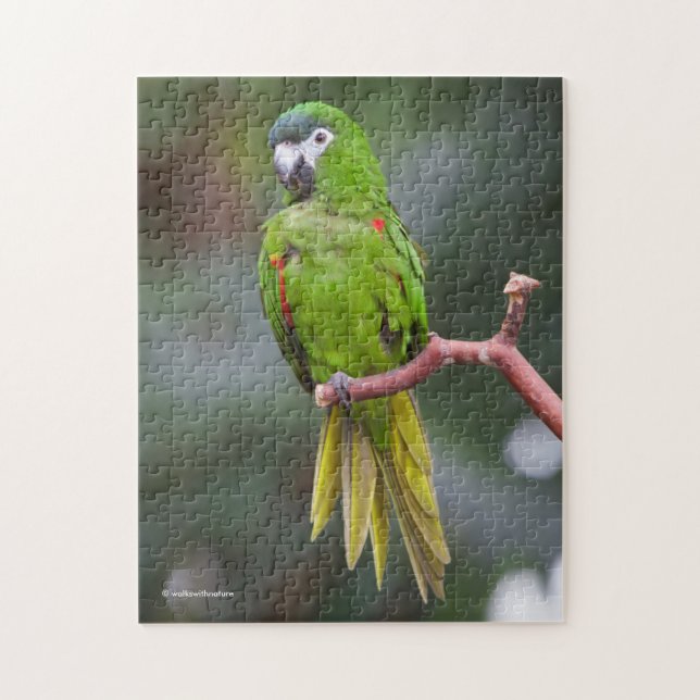 Hahns Mini-Macaw/Rot-Schulter-Ara (Vertikal)