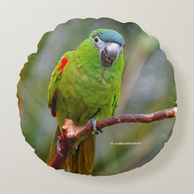 Hahns Mini-Macaw/Rot-Schulter-Ara Rundes Kissen (Vorderseite)