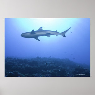 Hai im Ozean, Sicht im niedrigen Winkel Poster