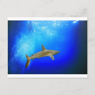 Hai im tiefblauen Ozean unter Wasser Postkarte