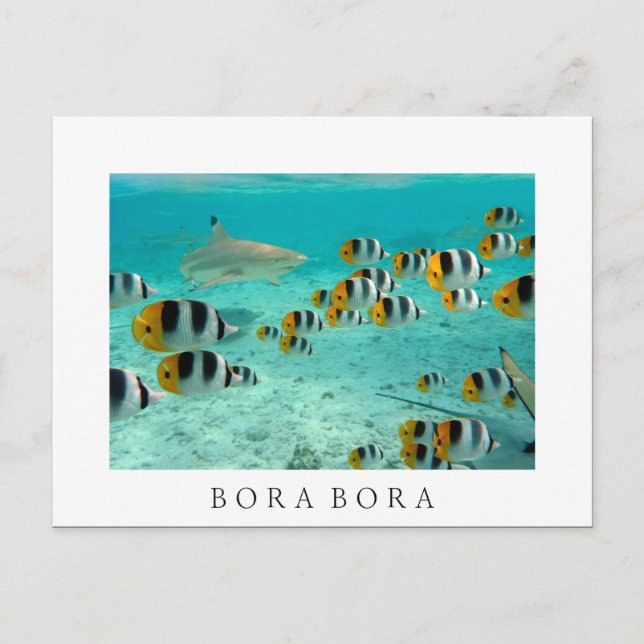 Hai in Bora Bora weiße Postkarte (Vorderseite)