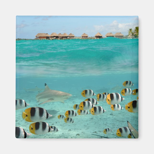 Hai jagen Fische in Bora Bora Lagune Magnet (Vorne)