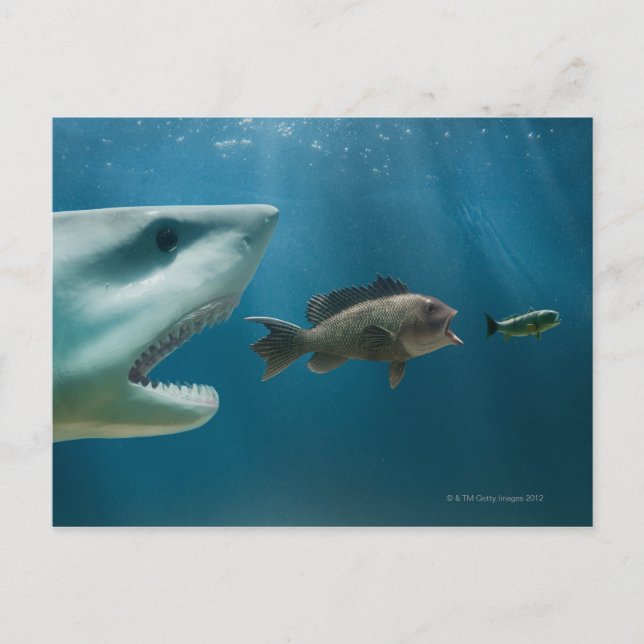 Hai jagen Seebarsch jung Postkarte (Vorderseite)