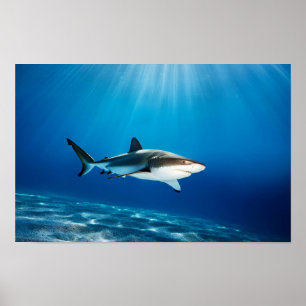 Hai Ozean Natur Blaues Wasser Tiefe Wildnis Poster