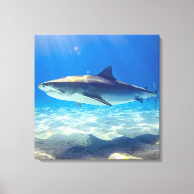 Hai schwimmen Blaues Meer Leinwanddruck (Vorderseite)
