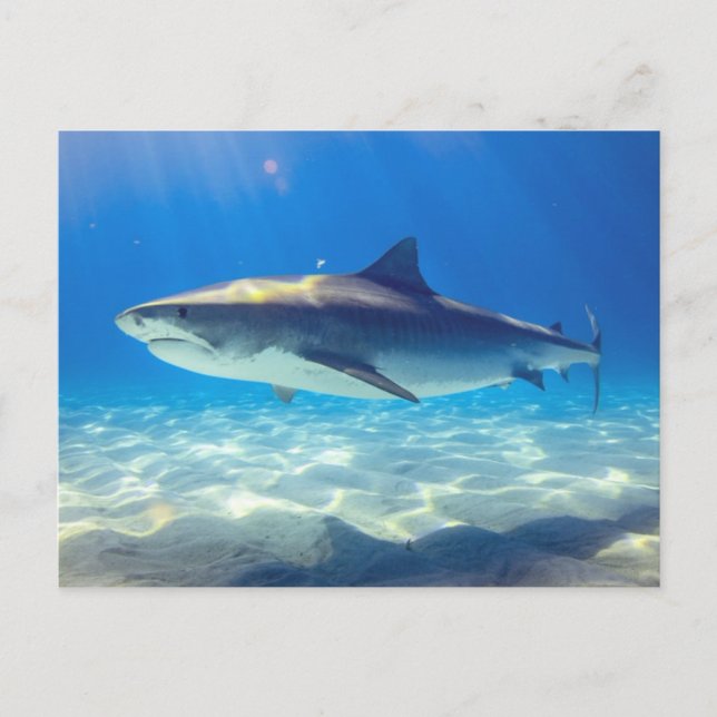 Hai schwimmen Blaues Meer Postkarte (Vorderseite)