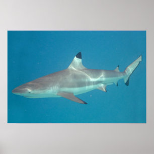 Hai-Schwimmen-Poster unter Wasser Poster
