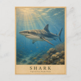 Hai Tropical Pacific VINTAGE Postkarte