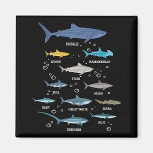 Haiarten Haifischfische Gesichter Meeresbiologie Magnet