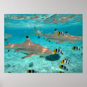 Haie im Bora Bora Lagune Plakat