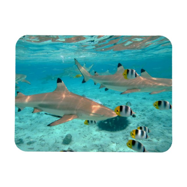 Haie im rechteckigen Magneten der Bora Bora Magnet (Horizontal)