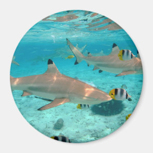 Haie im runden Magneten der Bora Bora Magnet