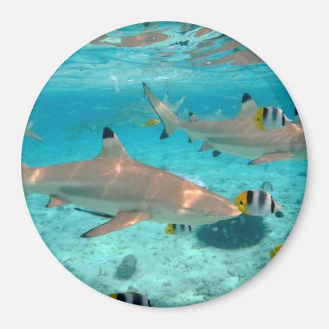 Haie im runden Magneten der Bora Bora Magnet (Vorne)