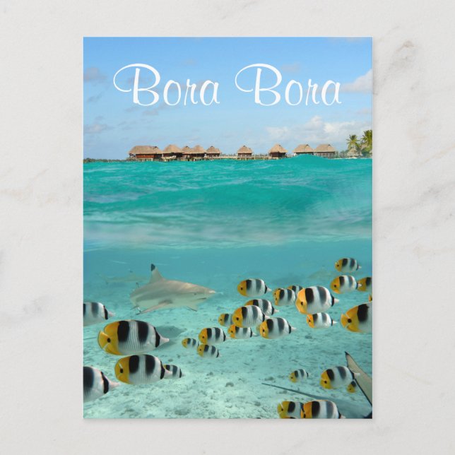 Haie jagen Fische in Bora Bora Text Postkarte (Vorderseite)