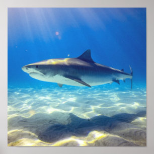 Haie Schwimmen Blauer Ozean Wasser Poster