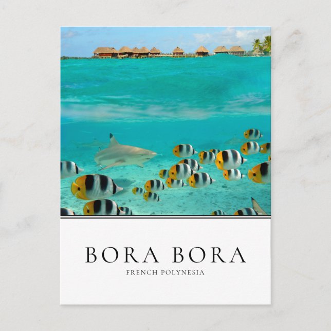 Haie und Fische in Bora Bora, Französisch-Polynesi Postkarte (Vorderseite)