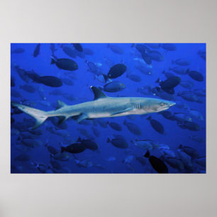 Haie und Surgeonfish Poster