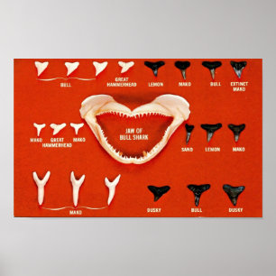 Haie von Florida Poster