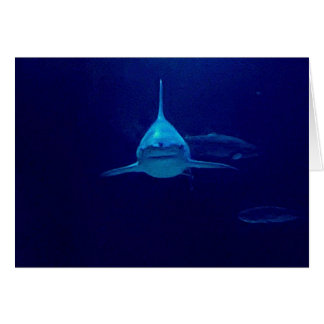 Haifisch