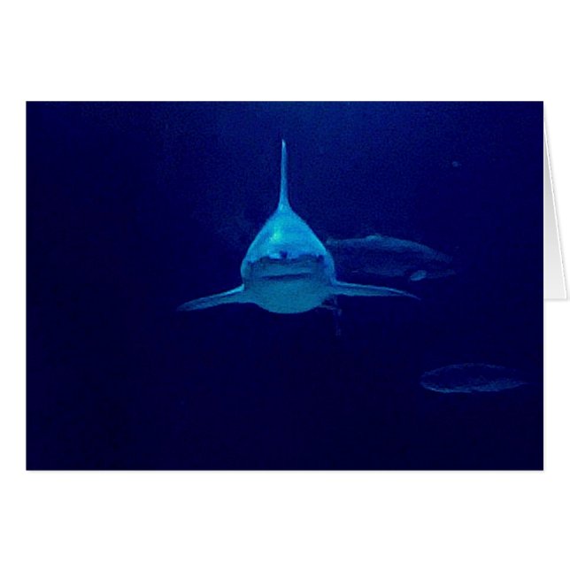 Haifisch (Vorderseite (Horizontal))