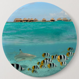 Haifisch, der Fische, Bora Bora Laguneknopf jagt Button