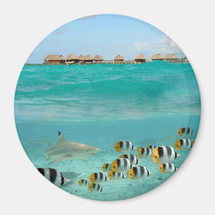 Haifisch, der Fische, Bora Bora runden Magneten Magnet