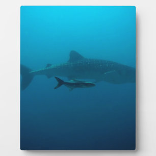 Haifisch-Fisch-Ozean-Wasser-tropische Fotoplatte