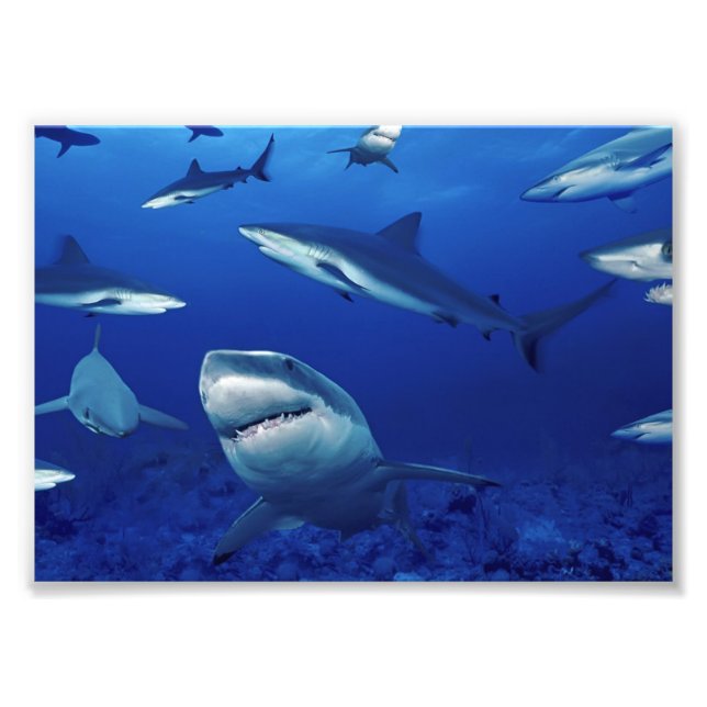 Haifisch Foto Print (Vorne)