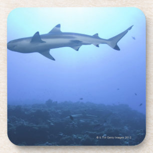 Haifisch im Ozean, niedrige Winkelsicht Untersetzer