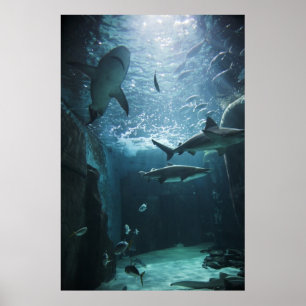 Haifisch in einem Aquarium Poster
