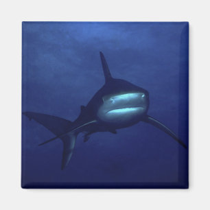 Haifisch-Magnet Magnet