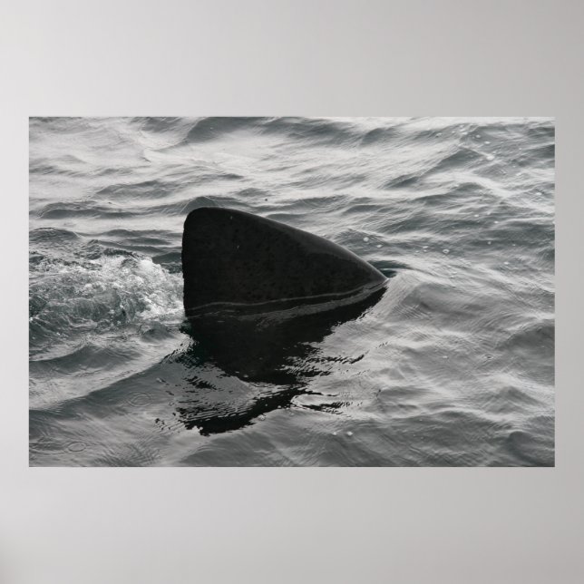 Haifisch Poster (Vorne)