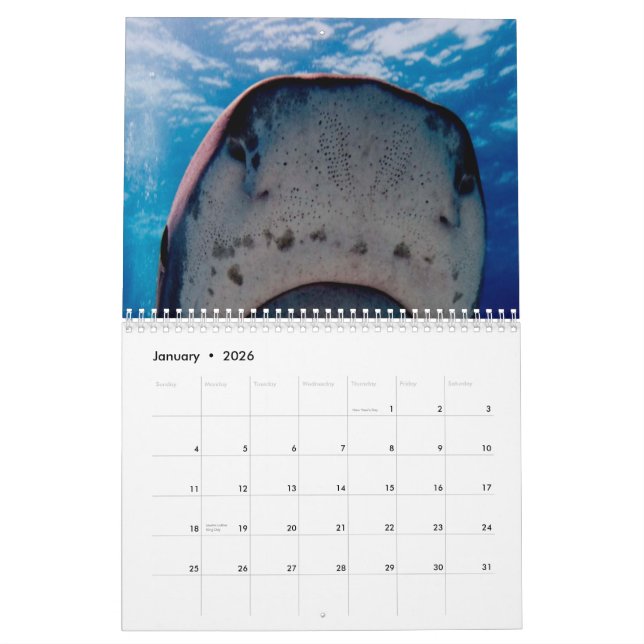 Haifisch-Wandkalender Kalender (Jan 2026)