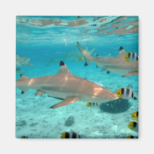 Haifische im Bora Bora Lagunemagneten Magnet
