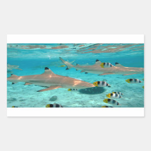Haifische im Bora Bora rechteckigen Aufkleber