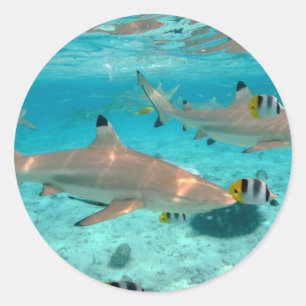 Haifische im Bora Bora runden Aufkleber Lagune
