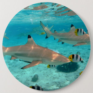 Haifische in der Bora Bora Lagune Button