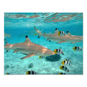 Haifische in der Bora Bora Lagune Fotodruck