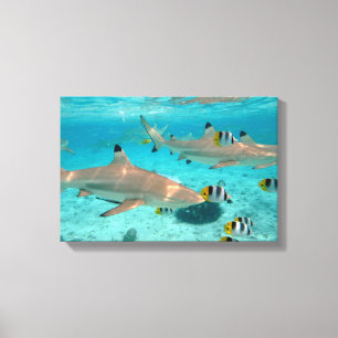 Haifische in der Bora Bora Lagune Leinwanddruck