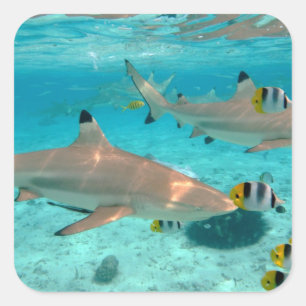 Haifische in der Bora Bora Lagune quadrieren Quadratischer Aufkleber