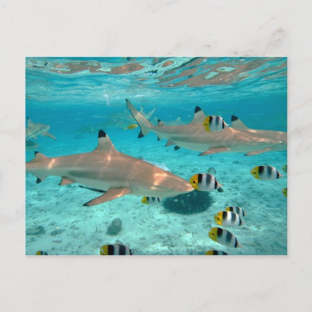 Haifische in der Bora Bora Lagunepostkarte Postkarte (Vorderseite)
