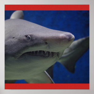 Haifischfisch Schwimm Typ Gal personalize Destiny' Poster