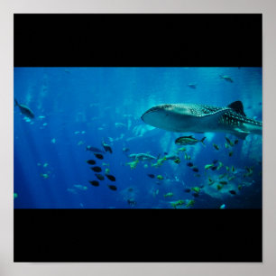 Haifischfisch Wasserschlauch Swim Fins Grauer Typ  Poster