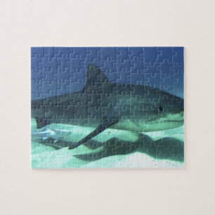 Haifischfische Tropischer Ozean Schicksal Geschenk