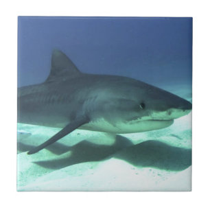 Haifischfische Tropischer Ozean Schicksal Geschenk Fliese